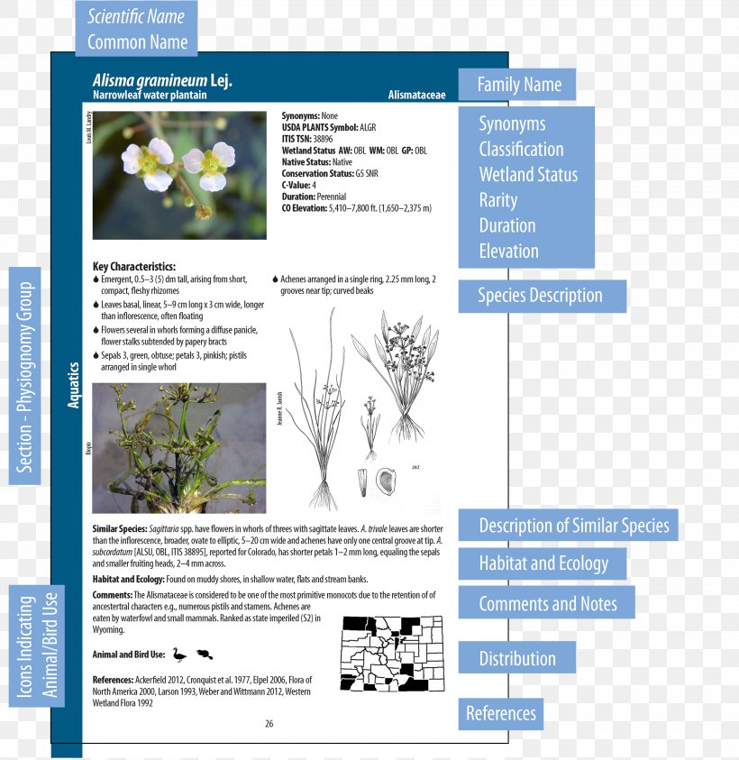 Wetland Plants Wetland Indicators Field Guide, PNG, 3140x3229px, Wetland Plants, Brochure, Conservation, Ecology, Field Guide Download Free