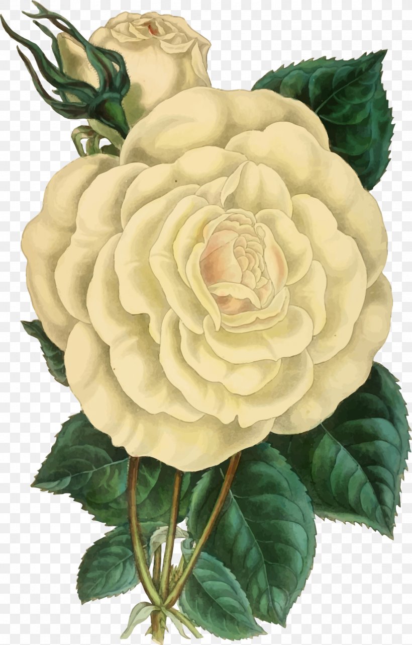 Botanical Illustration Clip Art Rose Drawing, PNG, 1471x2300px, Rose, Art, Botanical Illustration, Cut Flowers, Drawing Download Free