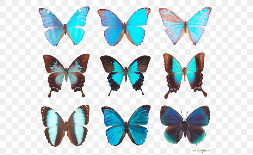 Butterfly Diagram Clip Art, PNG, 600x504px, Butterfly, Animal, Brush Footed Butterfly, Butterflies And Moths, Butterfly Diagram Download Free