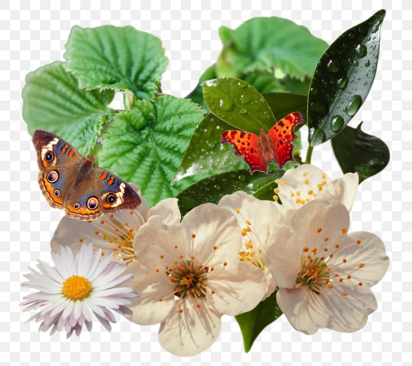Butterfly Plant Vine, PNG, 1024x910px, Butterfly, Bamboo, Bougainvillea, Flower, Flowerpot Download Free
