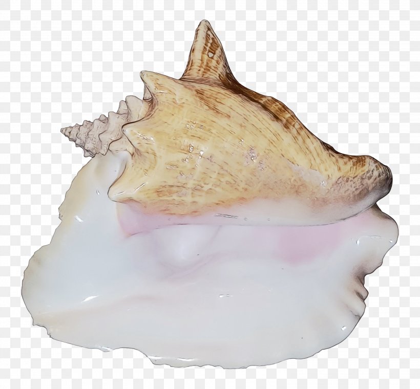 Cockle Conch, PNG, 3000x2783px, Cockle, Bivalve, Clam, Conch, Conchology Download Free