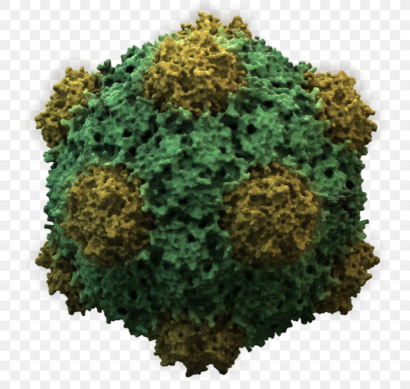 Cowpea Mosaic Virus Host Influenza, PNG, 777x777px, Virus, Cowpea Mosaic Virus, Crispr, Cucumber Mosaic Virus, Disease Download Free