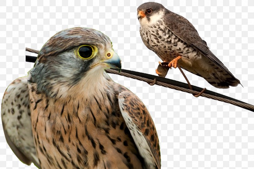 Falconiformes Tencent League Of Legends Pro League Royal Never Give Up Bird Of Prey, PNG, 1100x733px, Sina Weibo, Beak, Bird, Bird Of Prey, Buzzard Download Free
