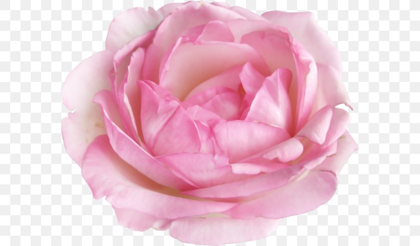 Garden Roses Sticker Cabbage Rose Flower Floribunda, PNG, 582x480px, Garden Roses, Animaatio, Artificial Flower, Cabbage Rose, Camellia Download Free
