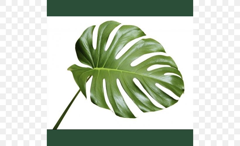 Swiss Cheese Plant The Philadelphia Cookbook Leaf Philodendron Business Cards, PNG, 500x500px, Swiss Cheese Plant, Apartment, Arum Family, Business, Business Cards Download Free