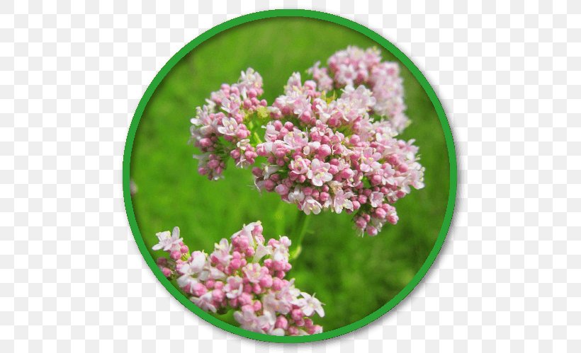 Valerian Extract Herb Medicinal Plants, PNG, 508x499px, Valerian, Common Sage, Coneflower, Extract, Flower Download Free