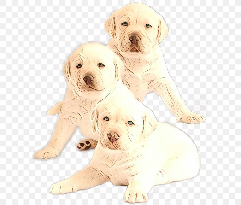 Golden Retriever Background, PNG, 600x700px, Labrador Retriever, Breed, Companion Dog, Dog, Fawn Download Free