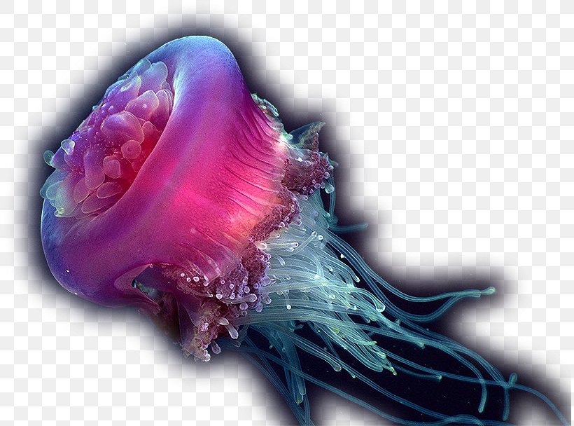 Jellyfish Deep Sea Creature Ocean, PNG, 813x608px, Jellyfish, Animal, Aquatic Animal, Deep Sea, Deep Sea Creature Download Free