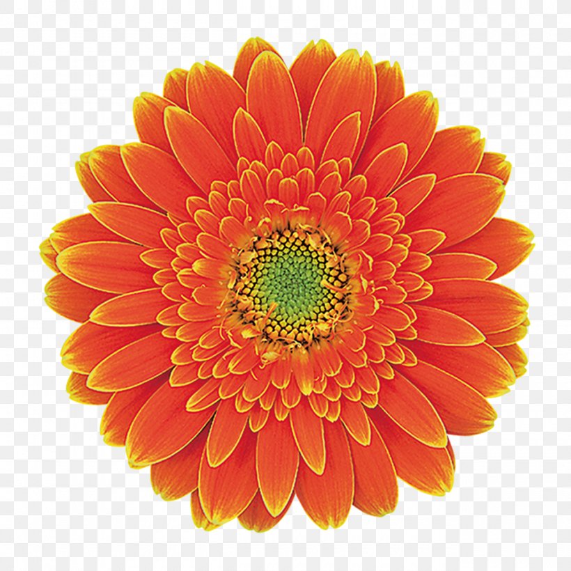 Transvaal Daisy Cut Flowers Floristry Floral Design, PNG, 1280x1280px, Transvaal Daisy, Annual Plant, Carnation, Chrysanthemum, Chrysanths Download Free