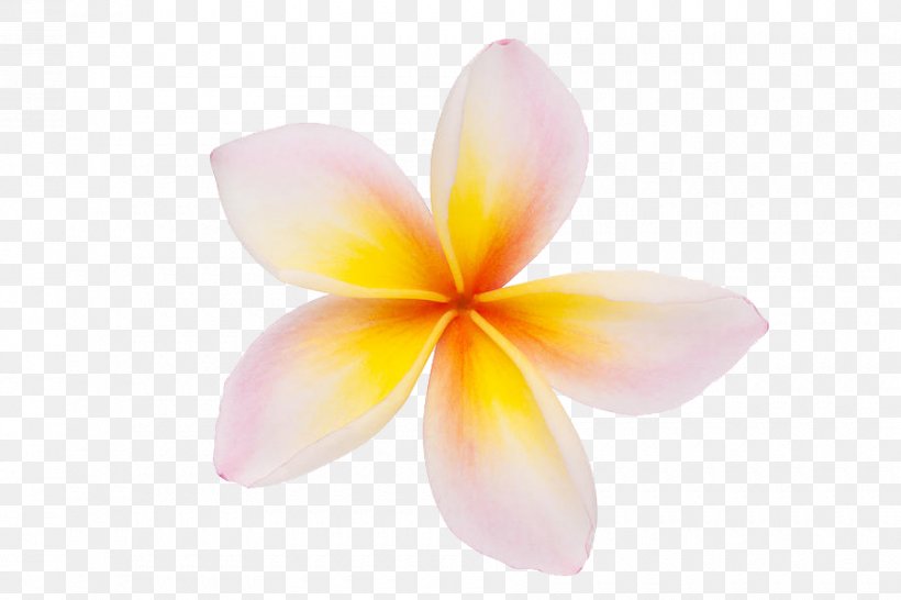 Clip Art Frangipani Openclipart Vector Graphics Illustration, PNG, 900x600px, Frangipani, Can Stock Photo, Flower, Petal, Plant Download Free