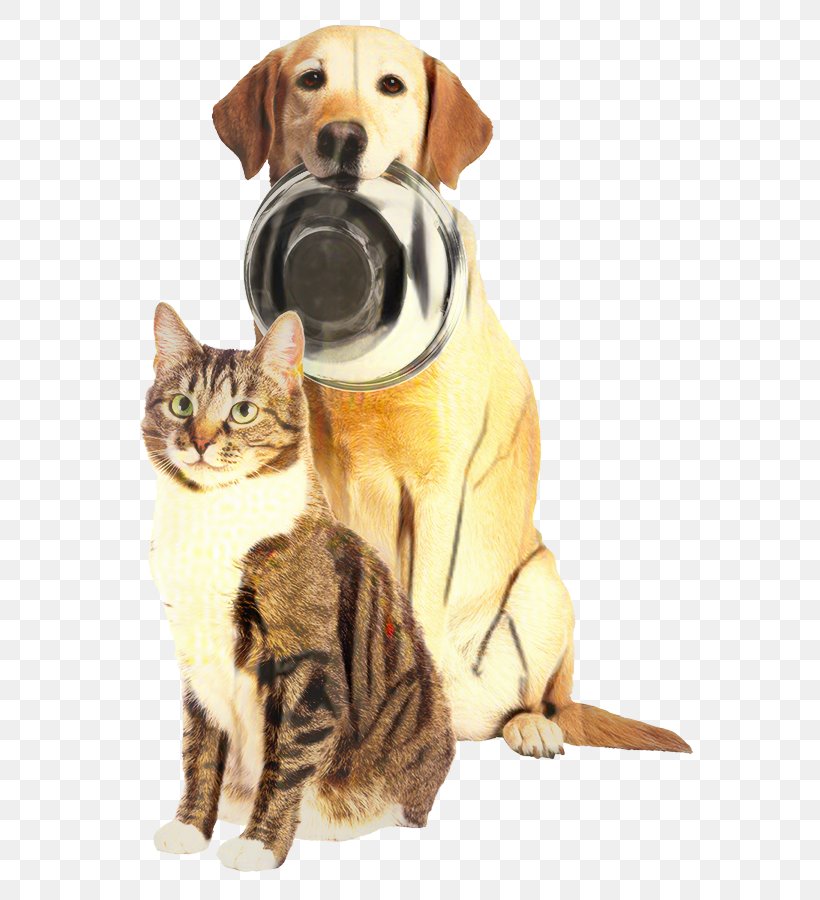 Dog And Cat, PNG, 572x900px, Whiskers, Breed, Cat, Clothing, Companion Dog Download Free