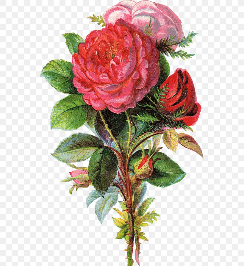 Garden Roses Cut Flowers Flower Bouquet, PNG, 549x894px, Garden Roses, Artificial Flower, Basket, Blume, Cabbage Rose Download Free