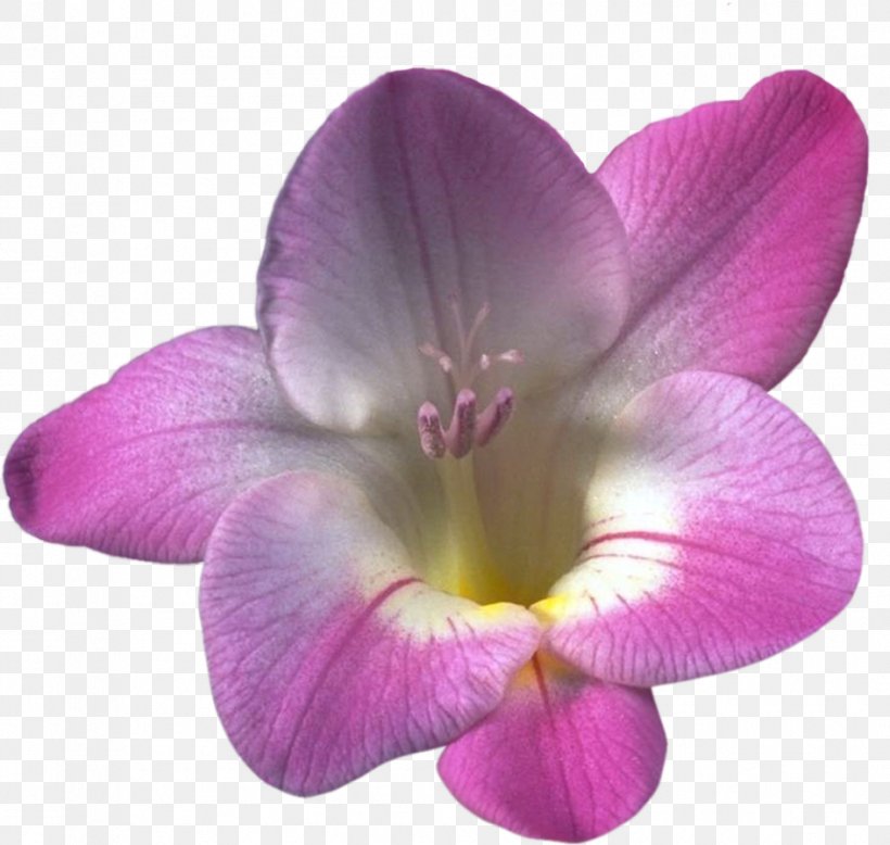 Moth Orchids Herbaceous Plant Freesia Plants, PNG, 945x897px, Orchids, Flower, Flowering Plant, Freesia, Herbaceous Plant Download Free
