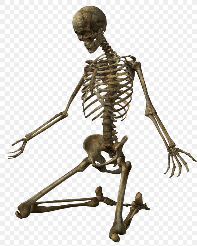 Skeleton Clip Art, PNG, 864x1079px, Skeleton, Bone, Digital Image, Human Skeleton, Organism Download Free