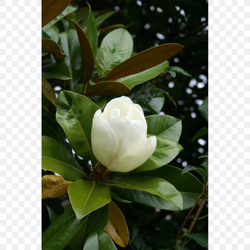 Southern Magnolia Chinese Magnolia Magnolia Liliiflora Yulan Magnolia Magnolia Wilsonii, PNG, 1150x1150px, Southern Magnolia, Camellia Sasanqua, Chinese Magnolia, Flower, Flowering Plant Download Free