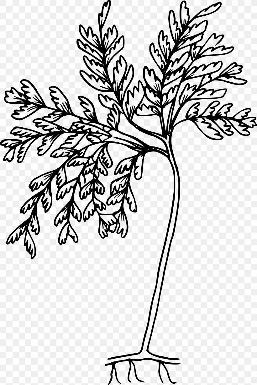 Umatilla National Forest Drawing Line Art, PNG, 1606x2400px, Umatilla National Forest, Art, Black And White, Branch, Drawing Download Free