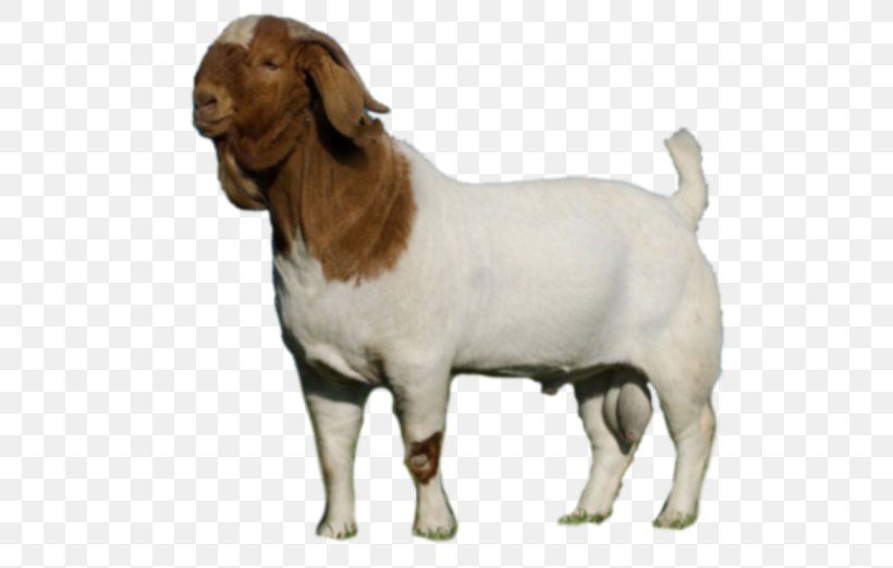 Boer Goat Cattle Caprinae Livestock Dog, PNG, 526x522px, Boer Goat, Agriculture, Animal, Antelope, Breed Download Free