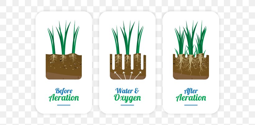 Brand Logo Grasses, PNG, 669x404px, Brand, Grass, Grass Family, Grasses, Logo Download Free