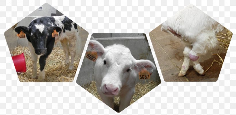 Calf Beef Cattle Mycoplasma Bovis Bovine Respiratory Disease Mycoplasma Pneumoniae, PNG, 866x425px, Calf, Animal, Animal Figure, Arthritis, Bacteria Download Free