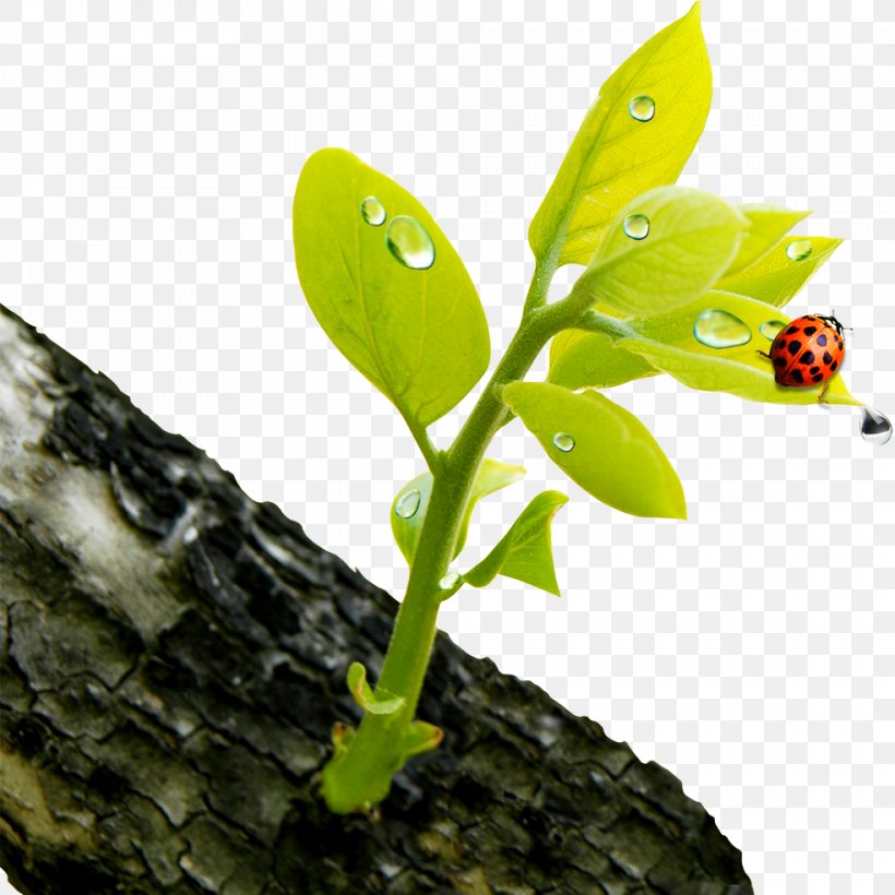 Green Flower Bud Wallpaper, PNG, 984x984px, Green, Blue, Branch, Bud, Flora Download Free