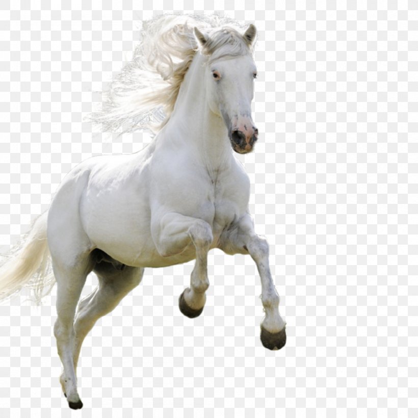 Horse High-definition Television Android Wallpaper, PNG, 1000x1000px, 4k Resolution, Horse, Android, Bridle, Display Resolution Download Free