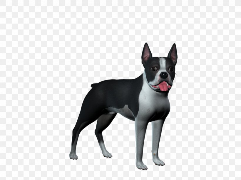 Boston Terrier Old English Terrier English White Terrier Stock Dog Breed, PNG, 1024x764px, Boston Terrier, Animal, Breed Group Dog, Canidae, Carnivoran Download Free