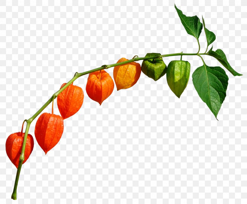 Chili Pepper Peruvian Groundcherry Clip Art, PNG, 1600x1323px, Chili Pepper, Auglis, Autumn, Bell Peppers And Chili Peppers, Berry Download Free