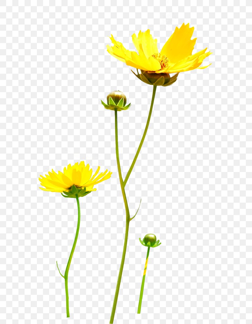 Chrysanthemum Yellow, PNG, 570x1055px, Chrysanthemum, Annual Plant, Calendula, Chamaemelum Nobile, Chrysanths Download Free