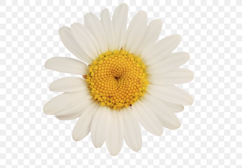 German Chamomile Oxeye Daisy Flower, PNG, 600x570px, German Chamomile, Argyranthemum Frutescens, Chamomile, Chrysanths, Daisy Download Free