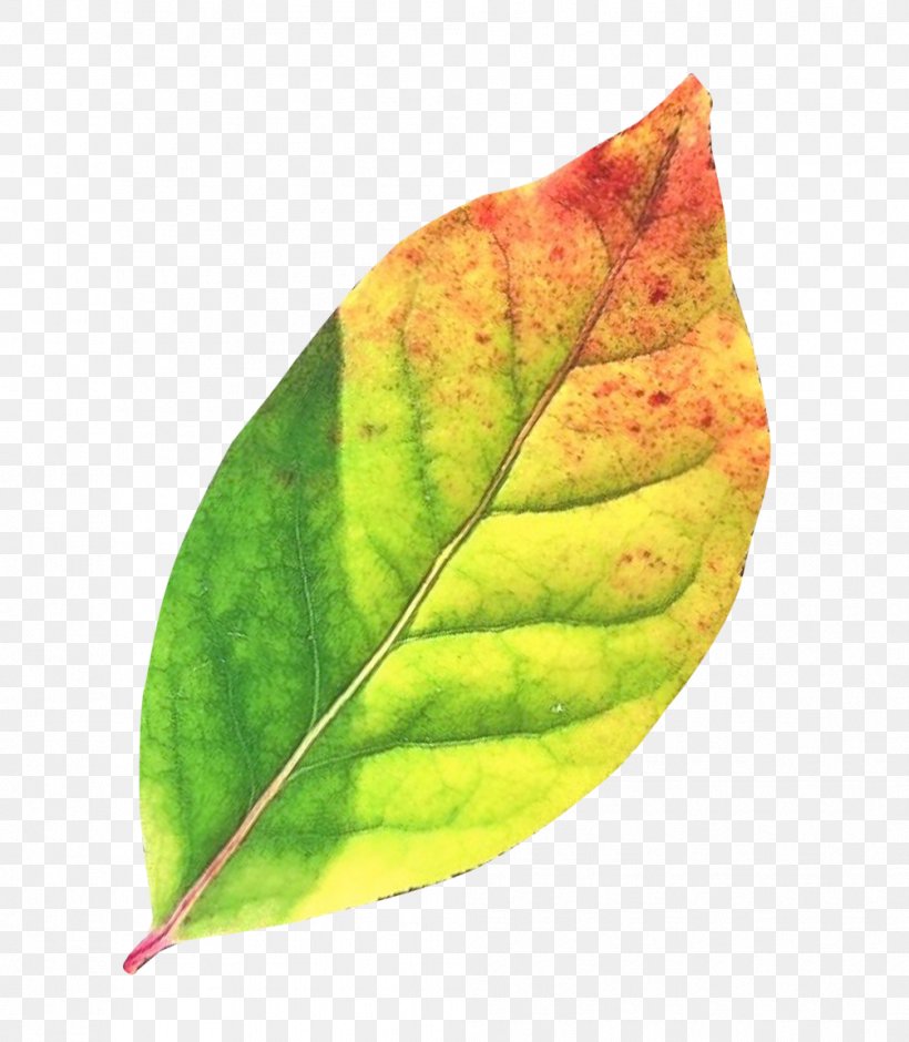 Leaf Clip Art, PNG, 1005x1153px, Leaf, Gimp, Maple Leaf, Plant, Plant Pathology Download Free