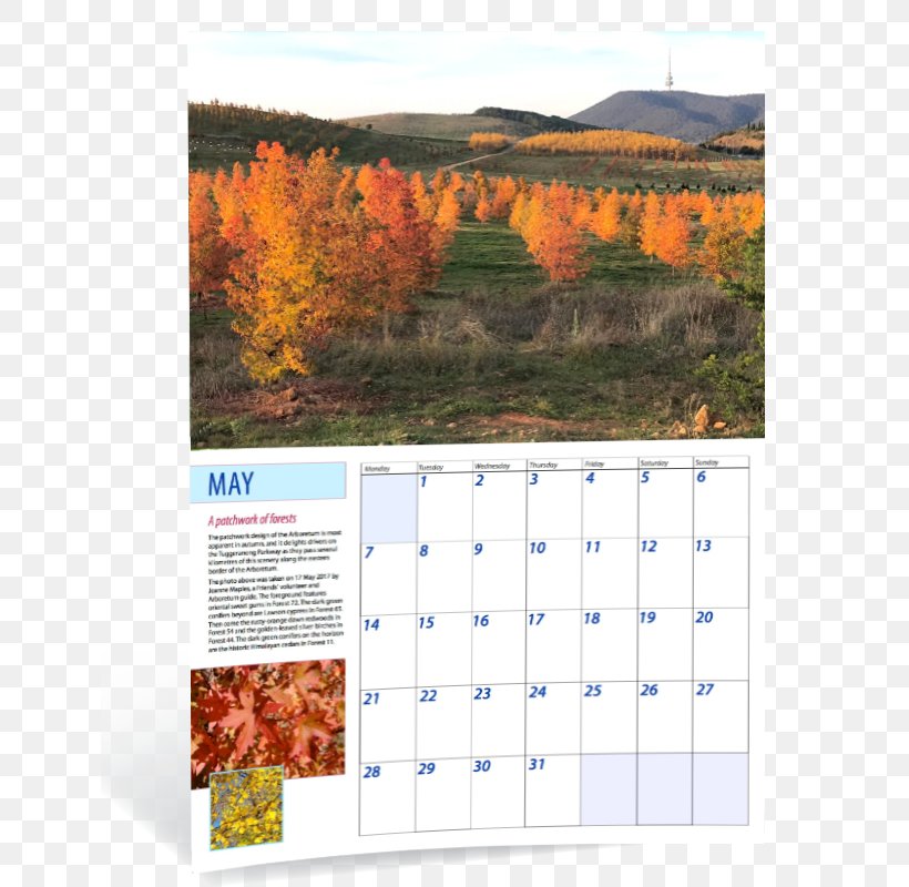 Calendar, PNG, 800x800px, Calendar Download Free