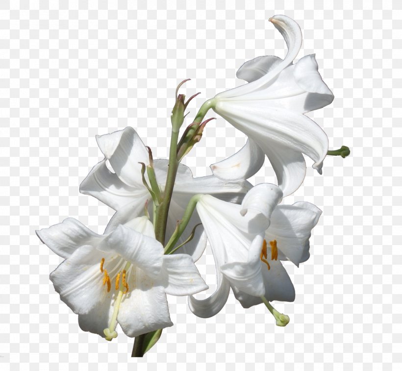 Flower Plant Lilium Candidum Liliaceae, PNG, 1600x1478px, Flower, Bulb, Cut Flowers, Flora, Flowering Plant Download Free