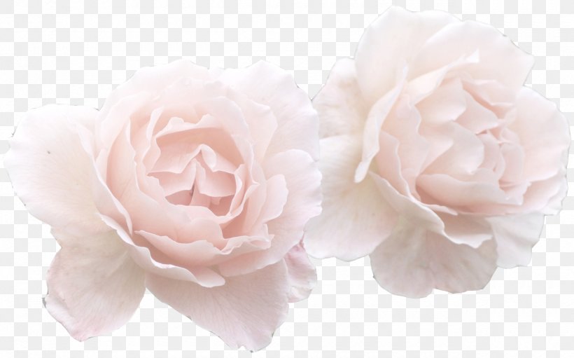 Flower Rose Pink Clip Art, PNG, 1280x798px, Flower, Artificial Flower, Color, Cut Flowers, Flowering Plant Download Free