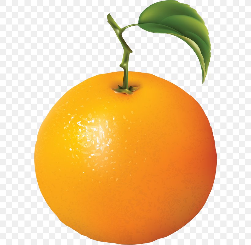 Orange Juice Clip Art, PNG, 598x800px, Orange, Bitter Orange, Citric Acid, Citrus, Clementine Download Free