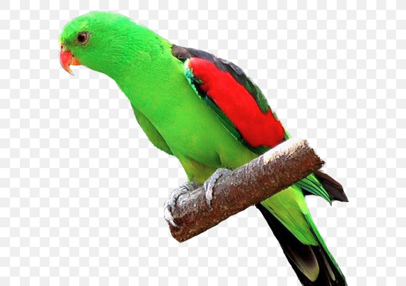 Parrot Fischer's Lovebird Budgerigar Yellow-collared Lovebird, PNG, 593x579px, Parrot, Beak, Bird, Budgerigar, Common Pet Parakeet Download Free