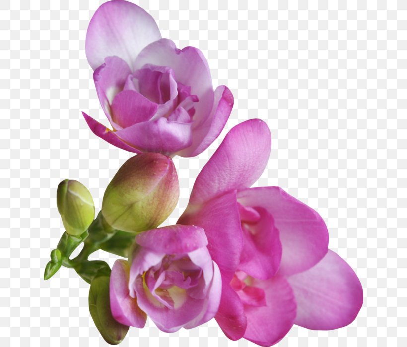 Petal Violet Flower Clip Art, PNG, 644x700px, Petal, Cut Flowers, Floral Design, Flower, Flowering Plant Download Free