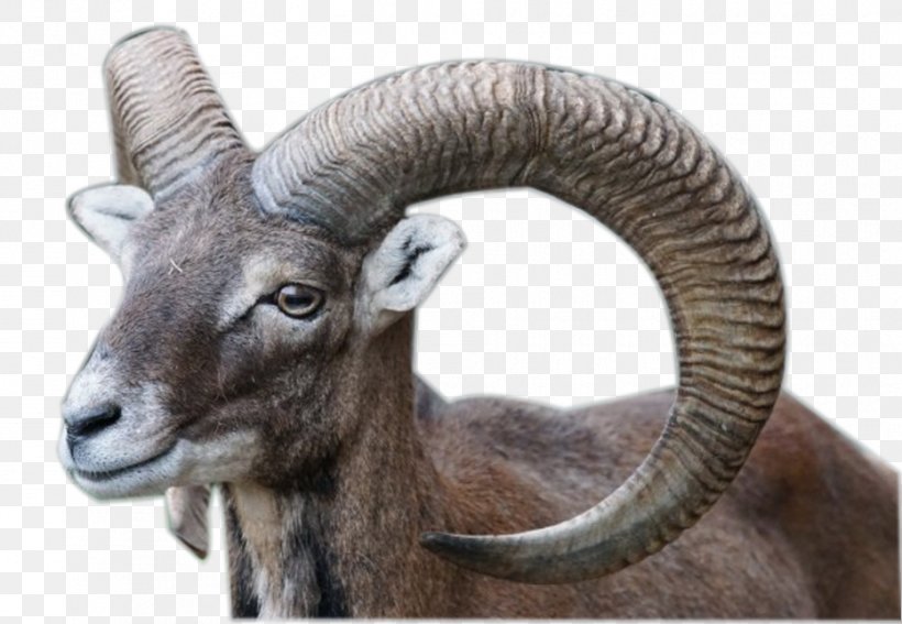 Bighorn Sheep Wildpark Poing Mouflon Goat, PNG, 932x645px, Sheep, Argali, Aries, Barbary Sheep, Bighorn Download Free