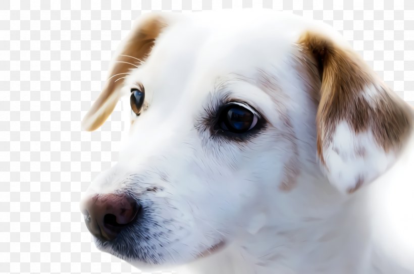 Cute Dog, PNG, 2456x1628px, Cute Dog, Animal, Canine Massage, Companion Dog, Dog Download Free