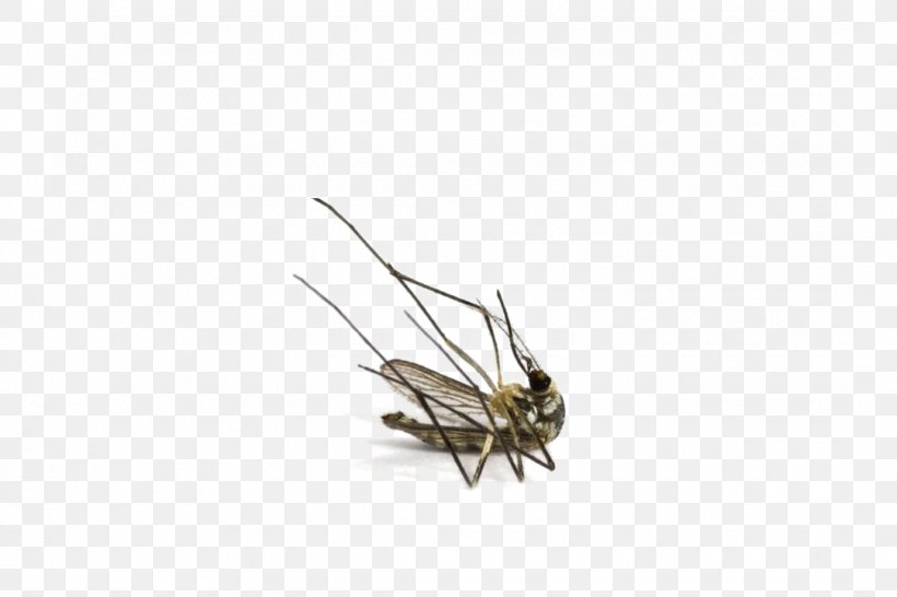 Fly Insect The Dead Mosquito Pollinator, PNG, 1080x720px, Fly, Arthropod, Insect, Invertebrate, Membrane Winged Insect Download Free