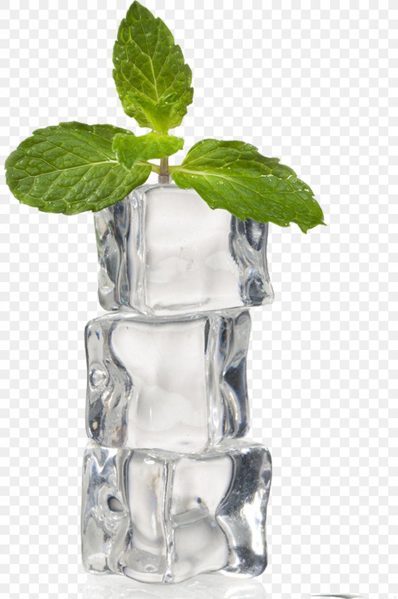 Ice Cube Mint, PNG, 1727x2595px, Ice, Cube, Data Compression, Designer, Flowerpot Download Free