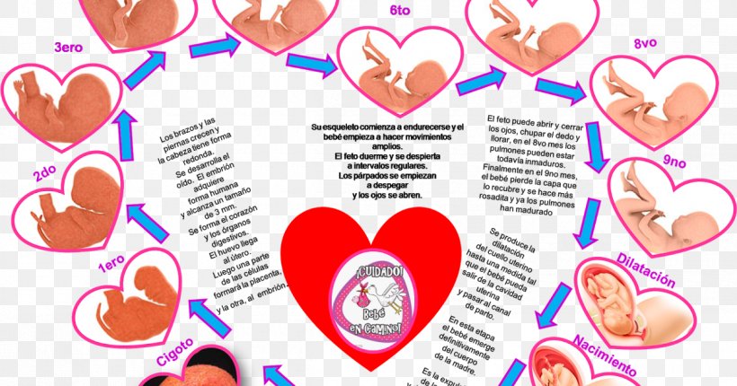 Pregnancy Fertilisation Spermatozoon Time Egg Cell, PNG, 1200x630px, Watercolor, Cartoon, Flower, Frame, Heart Download Free