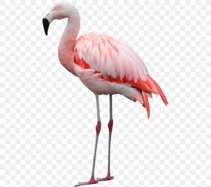 Bird Of Prey Greater Flamingo Clip Art, PNG, 492x727px, Bird, Animal, Beak, Bird Of Prey, Flamingo Download Free