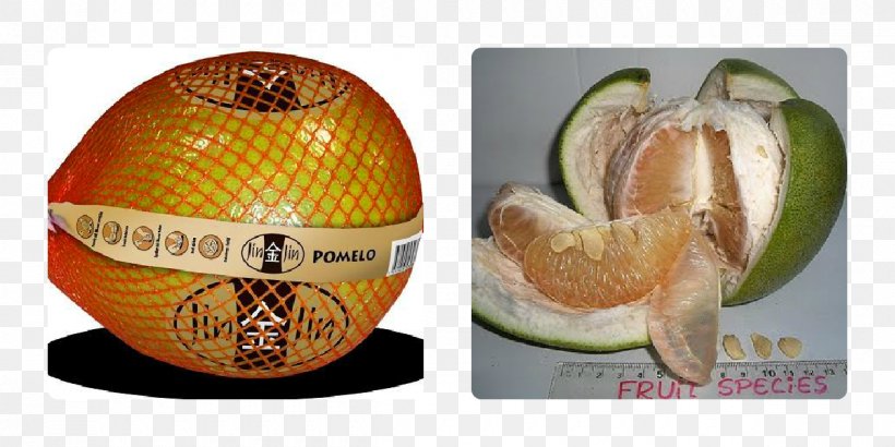 Cucurbita Pomelo Grapefruit Oroblanco Greipfrutas, PNG, 1200x600px, Cucurbita, Citrus, Clafoutis, Clementine, Cucumber Gourd And Melon Family Download Free