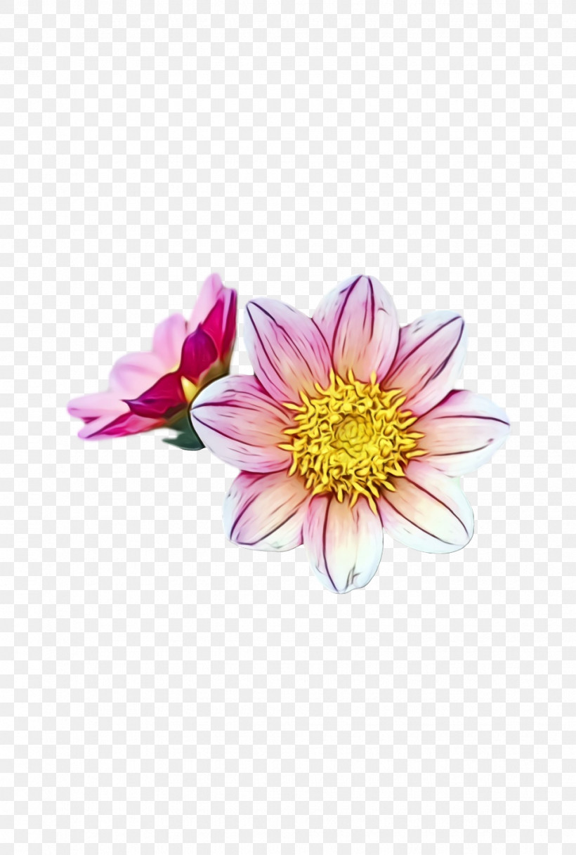 Dahlia Chrysanthemum Cut Flowers Petal Flower, PNG, 970x1440px, Watercolor, Chrysanthemum, Cut Flowers, Dahlia, Flower Download Free