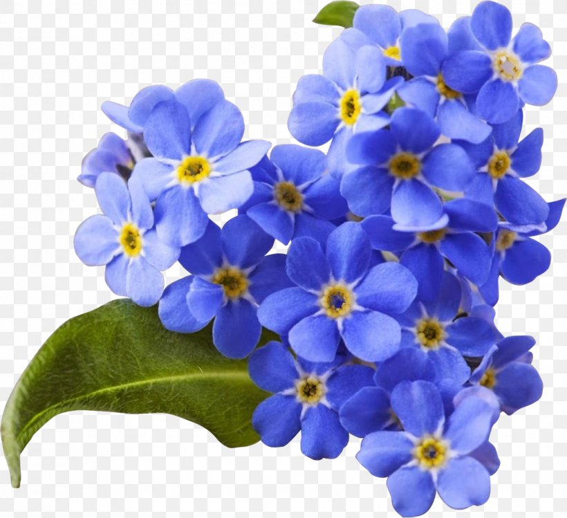 Flower Myosotis Scorpioides Blue Stock Photography, PNG, 1121x1024px, Flower, Blue, Borage Family, Color, Discounts And Allowances Download Free