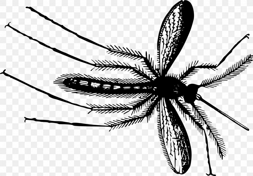Mosquito Gnat Clip Art, PNG, 2400x1673px, Mosquito, Aedes Albopictus, Arachnid, Arthropod, Artwork Download Free