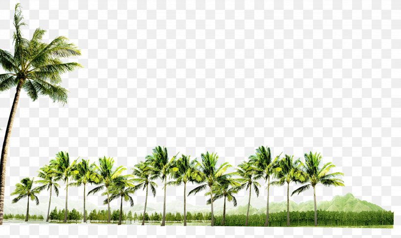Coconut, PNG, 2886x1711px, Coconut, Arecaceae, Coconut Grove, Flora, Fruit Tree Download Free
