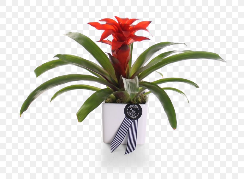 Cut Flowers Flowerpot Better Homes And Gardens Houseplant Cottage, PNG, 747x600px, Cut Flowers, Bathroom, Better Homes And Gardens, Blue, Bromeliaceae Download Free