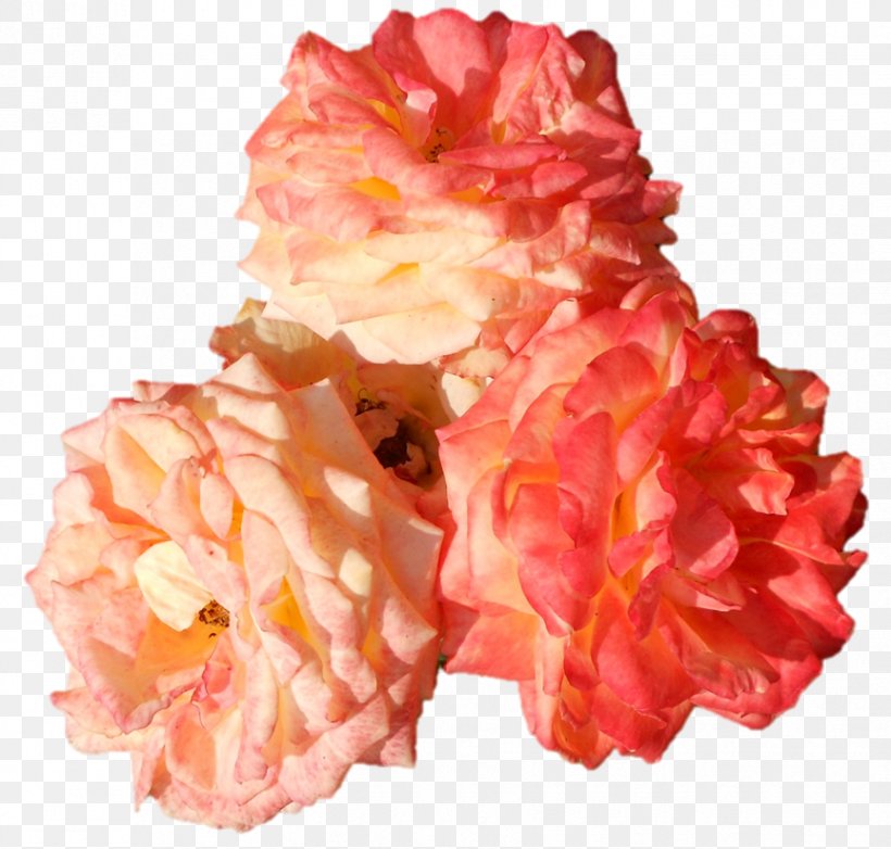 Cut Flowers Petal, PNG, 864x825px, Cut Flowers, Flower, Orange, Peach, Petal Download Free