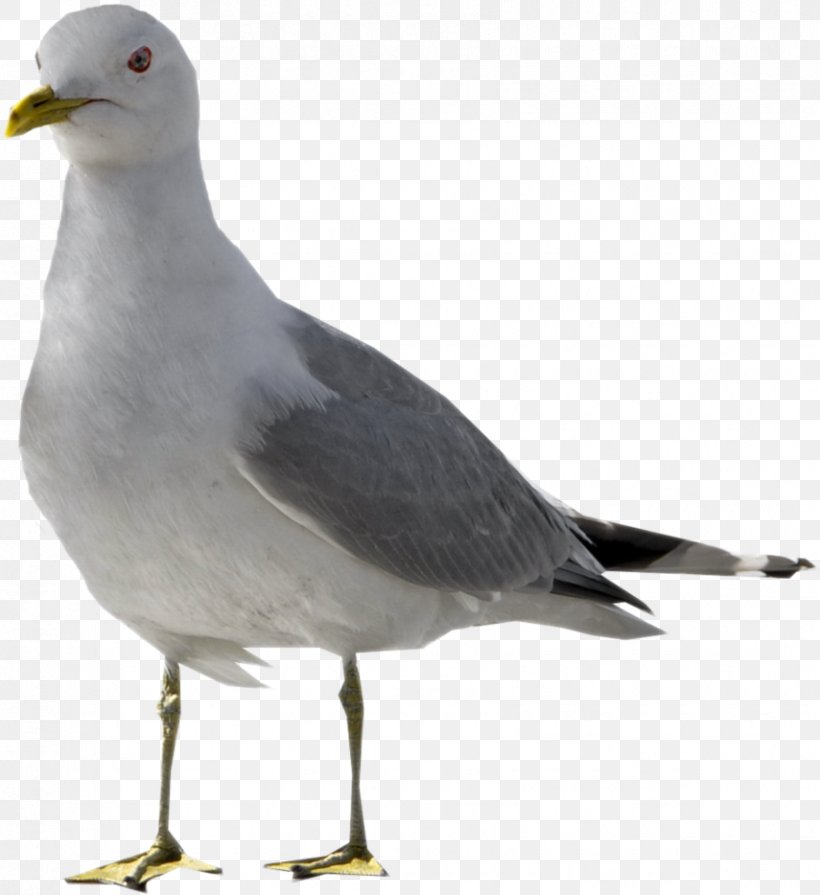Gulls Bird Domestic Pigeon Goose, PNG, 855x934px, Gulls, Animal, Beak, Bird, Bird Control Download Free